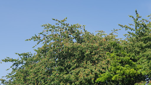 Alte Kirschbäume - Thumbnail
