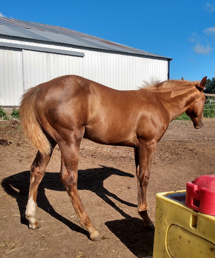 SP Stable LLC - Visual