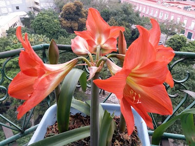Photos of S. Francisco Garden