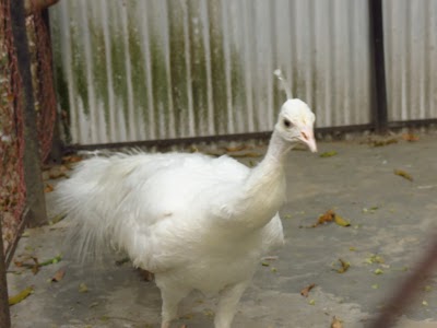 Photos of Rajshahi Central Zoo Gate-1