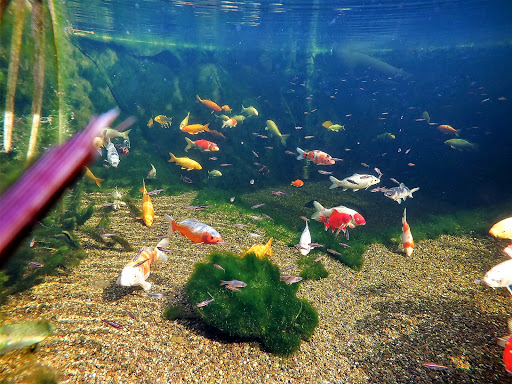 Regenbogenelritze Springbarsch, Teichfischzucht, Nordamerikanische Zierfisch-Raritäten - Thumbnail