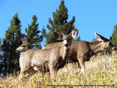 Clearwater Montana Properties, Philipsburg