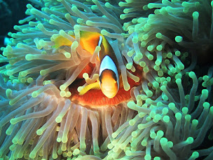 Photo n°12 de Latoniccia Club Plongée à Gif-sur-Yvette (Club de plongée)