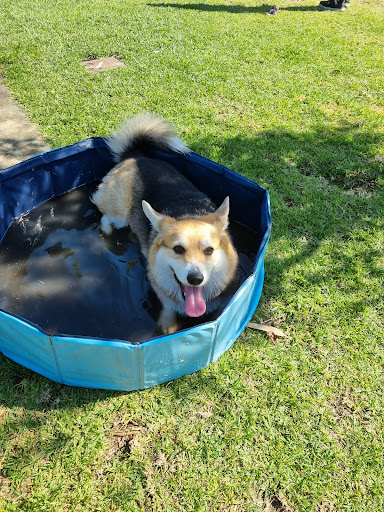 Ozone Dog Agility Park - Thumbnail