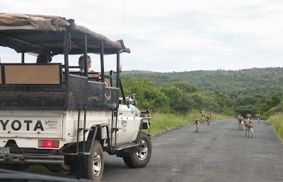 Photos of Dinizulu Safaris