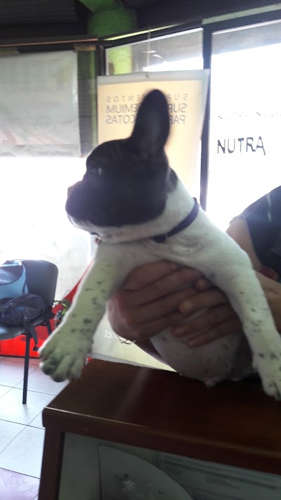 Photos of Vet Patitas Bull 3167