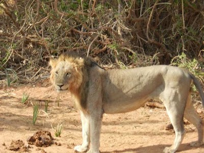 Photos of Tsavo East National park Safari Kenya