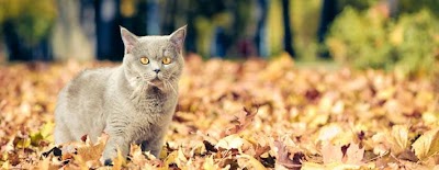 Photos of Cedarwood Veterinary Clinic