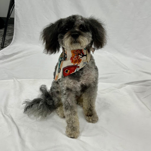Pet Wash & Grooming Northland - Thumbnail