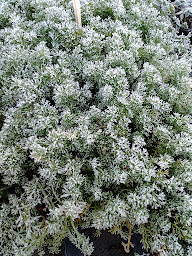 Photo n°6 de La Pép à Flo à Lezoux (Pépinière)