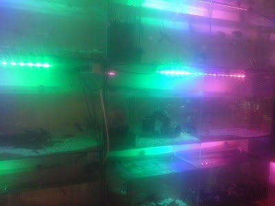 aquarium