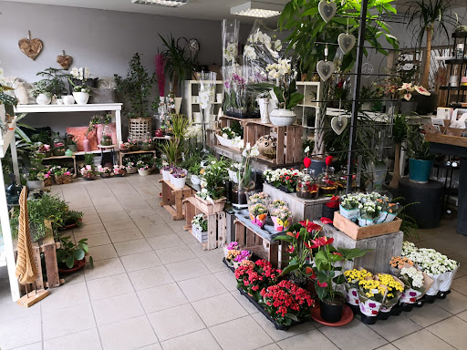 Blumenladen Sonnenblume Frank Kittan - Thumbnail