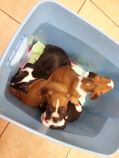 Crescent Veterinary Hospital
