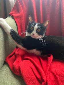 Bild: Mobile Tierarztpraxis MobiPet Lytvynenko Vom Inhaber