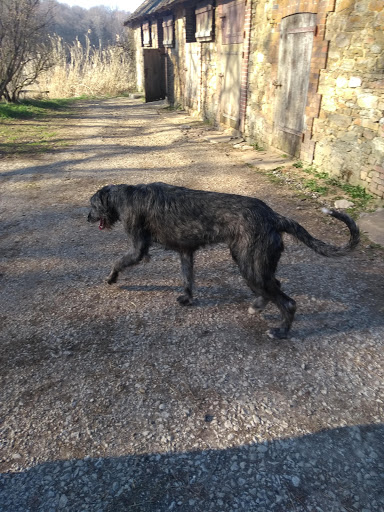 Photo de Elephant Haven European Elephant Sanctuary (EHEES) à Bussière-Galant (87230)