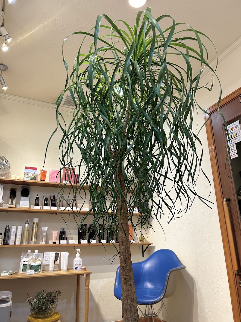 スールス サロン