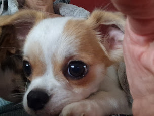 Photo n°2 de chihuahua poil long à Cauffry (Éleveur de chiens)