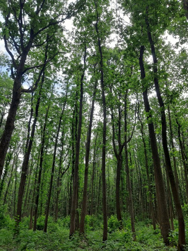 Forêt Communale de Gif-sur-Yvette - Thumbnail