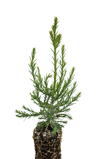 SequoiaTrees.com - Visual
