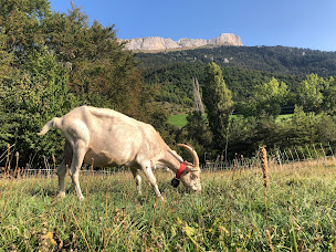 Photo n°18 de La Chèvrerie de Céüse à Sigoyer (Vacances à la ferme)