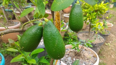 Photos of Nusagrow