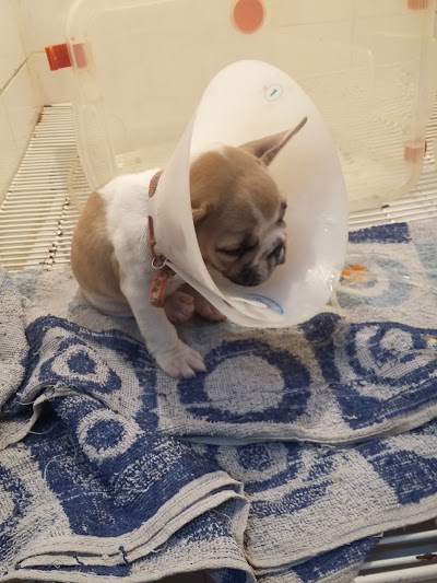 Photos of Pet Hospital