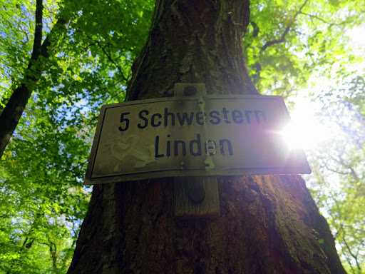 Fünfschwesternlinden - Thumbnail