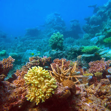 Barefoot Manta Island Resort by null