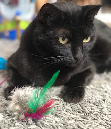 Photo n°27 de Valérie Moaté Comportementaliste chat à Orgeval (Consultant)