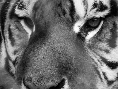 Photos of Exotic Feline Rescue Center
