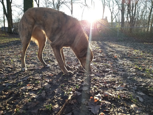 Honden uitrenveld - Thumbnail