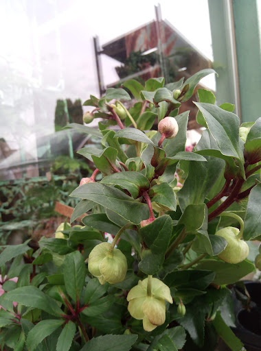 Blumenhaus Bieber Inh. Gudrun Goos - Thumbnail