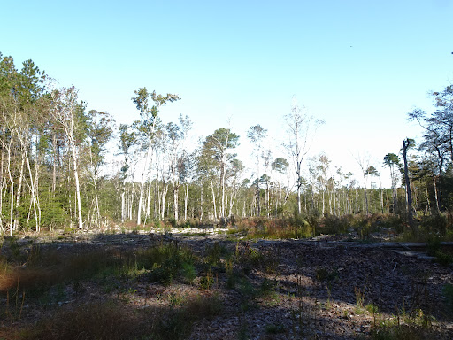 CHANDLER TRAIL