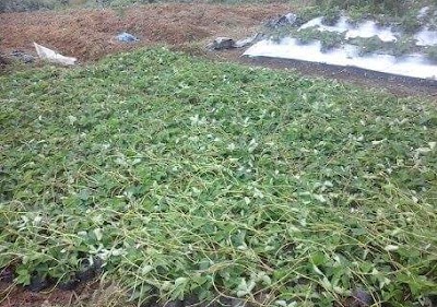 Photos of Agrowisata Petik Sendiri Buah Strowbery