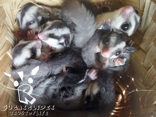 Rizki Sugar Glider Store, Author: Rizki Sugar Glider Store