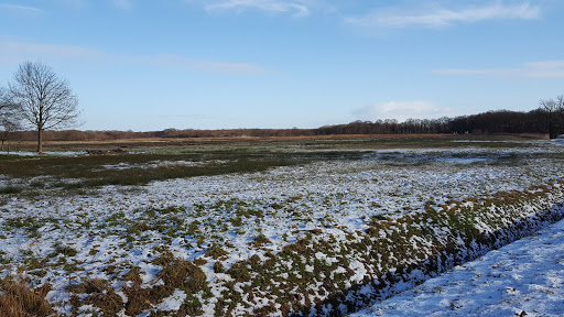 De Paardeblom - Thumbnail