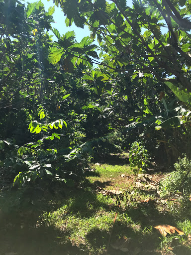 Regenerative Organic Breadfruit Agroforest - Thumbnail