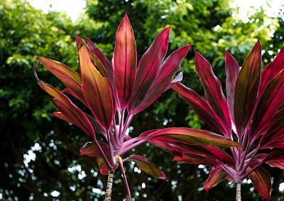 Photos of Andromeda Botanic Gardens