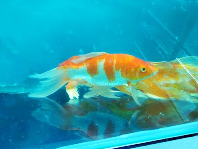 Photos of Water Pets Aquarium & Fish Farm