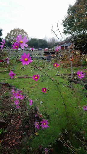 Billericay Community Garden - Thumbnail