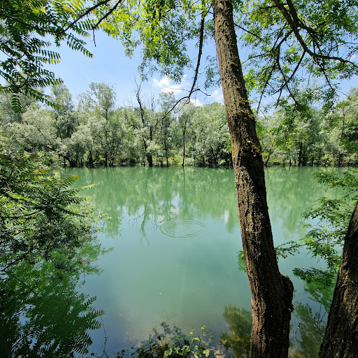 Grillo Verde - Thumbnail