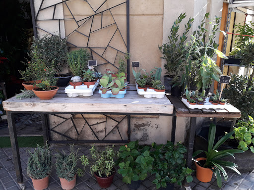 Florist La Plata - Thumbnail