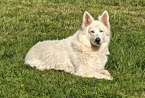 Elevage de chiens de bergers Des Chemins Du Poitou à La Chapelle-Bertrand