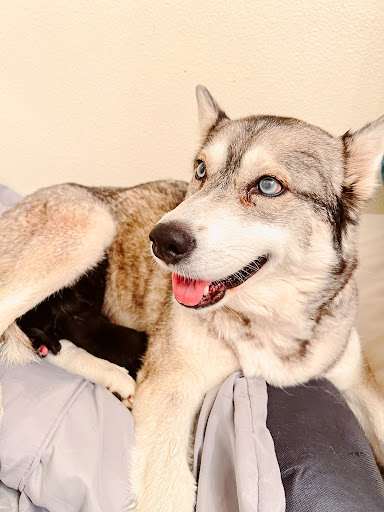 Tulare-Kings Veterinary Emergency Services Gallery - United States