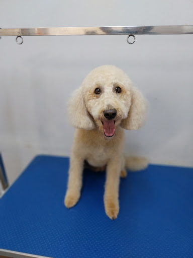 Beautifur Pet Grooming