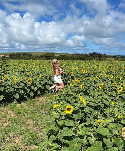 Pembrokeshire Sunflowers Gallery - United Kingdom