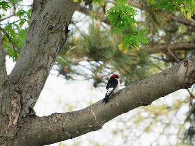 Waubonsie Trail Park Campground