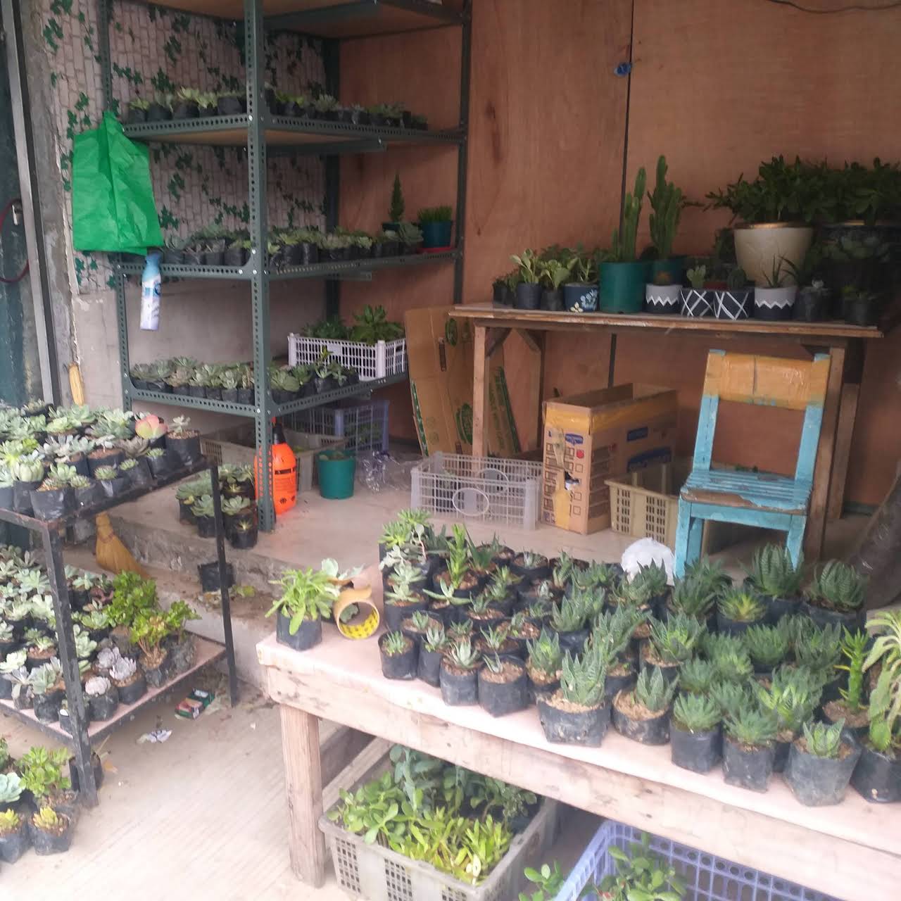 Beautiful Blossoms (Dangwa) Wholesale & Retail Store of Imported