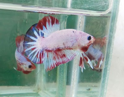 Photos of Asha Cupang Astapada