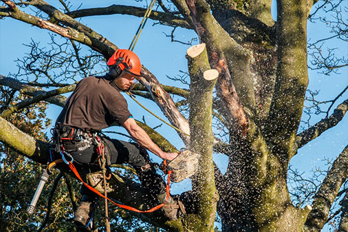 Bonilla Tree Service - Tree Trimming in Roosevelt NY, Tree Service, Quality & Reliable Tree Service, Tree Trimming Service